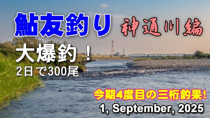 鮎友釣り　神通川編  1, September, 2025