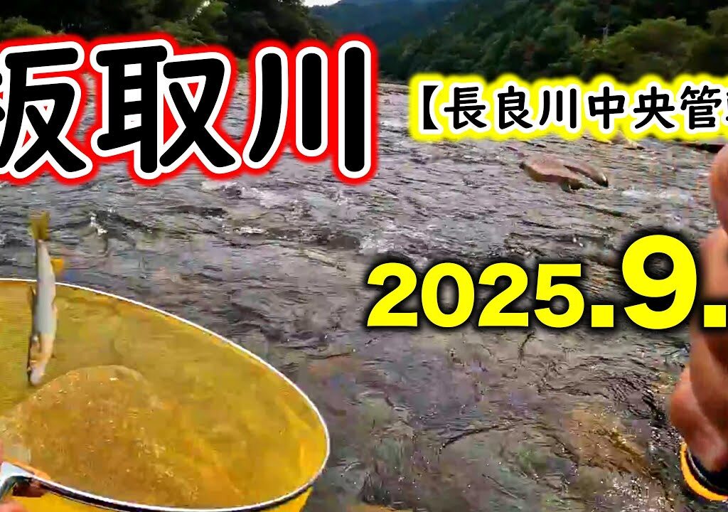 【2.5時間釣果24匹】長良川本流の水温が上がってきたら板取川へ。人気ポイントでもしっかり打ち込めば釣果は出ました。【2025年アユ釣り。長良川中央】