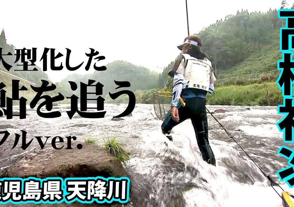 鹿児島県でシーズン終盤の大アユ釣り。大型化した鮎を狙う 『鮎2016』【釣りビジョン】