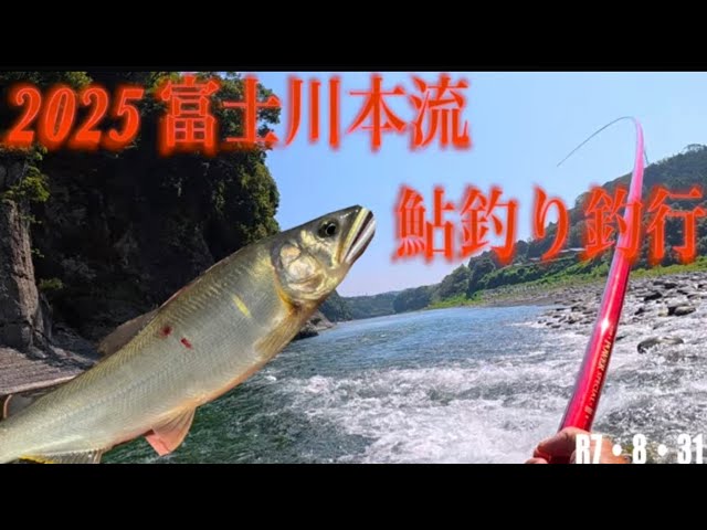 2025 富士川本流鮎釣り釣行