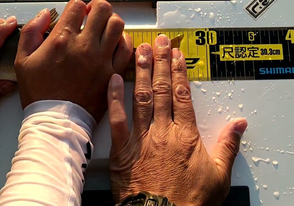 2025 栃木県鬼怒川本流　実寸尺鮎認定🤗