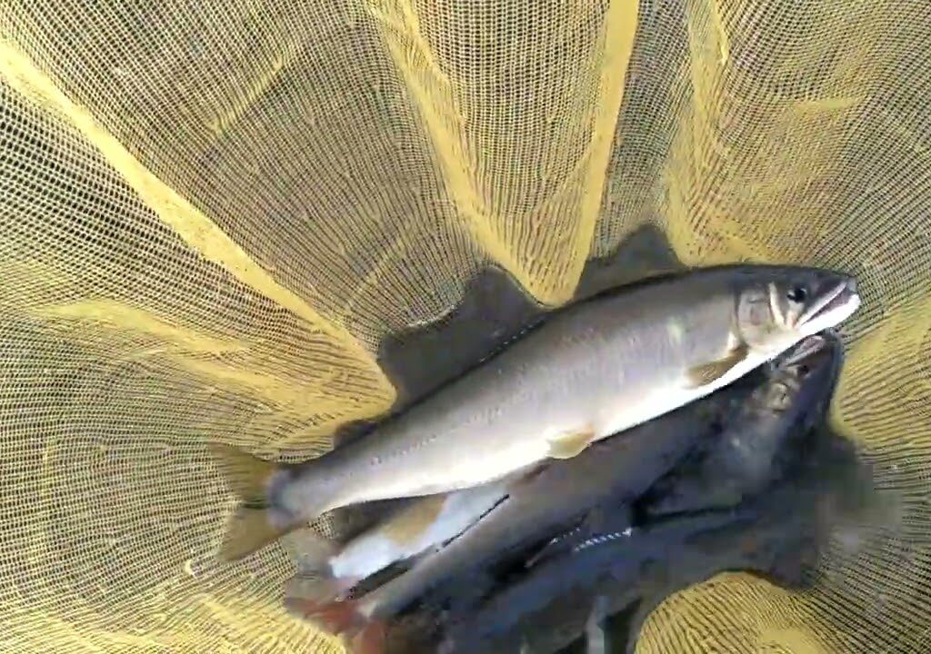 2025 栃木県鬼怒川鮎釣行　ついに出た鬼鮎‼️これ尺でしょ😲