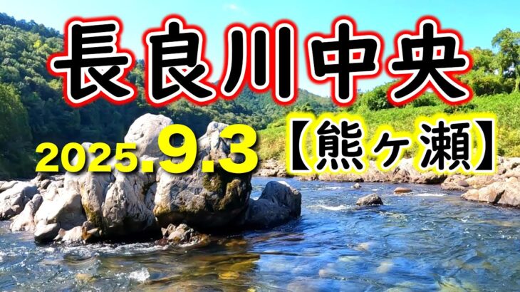 【午前釣果２９匹】長良川中央漁協の熊ヶ瀬に釣行。ポイントのムラは有りましたが、良く掛かる場所も有ります【2025年アユ釣り】