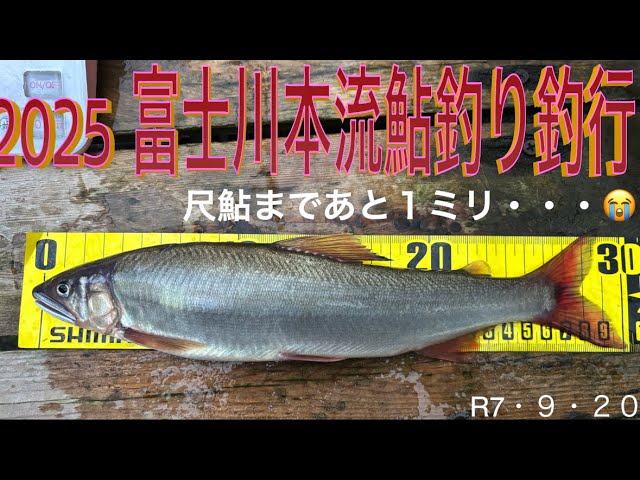 2025 富士川本流鮎釣り釣行