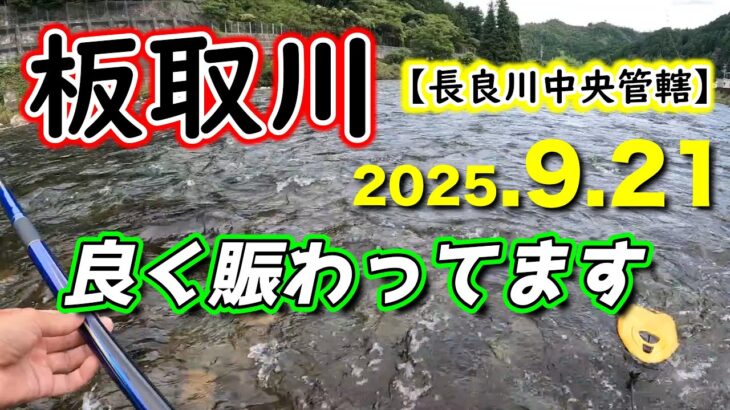 板取川の最新釣況（中央管轄区）大混雑のタイミングでなんとか３０匹。【2025年アユ釣り。長良川中央】