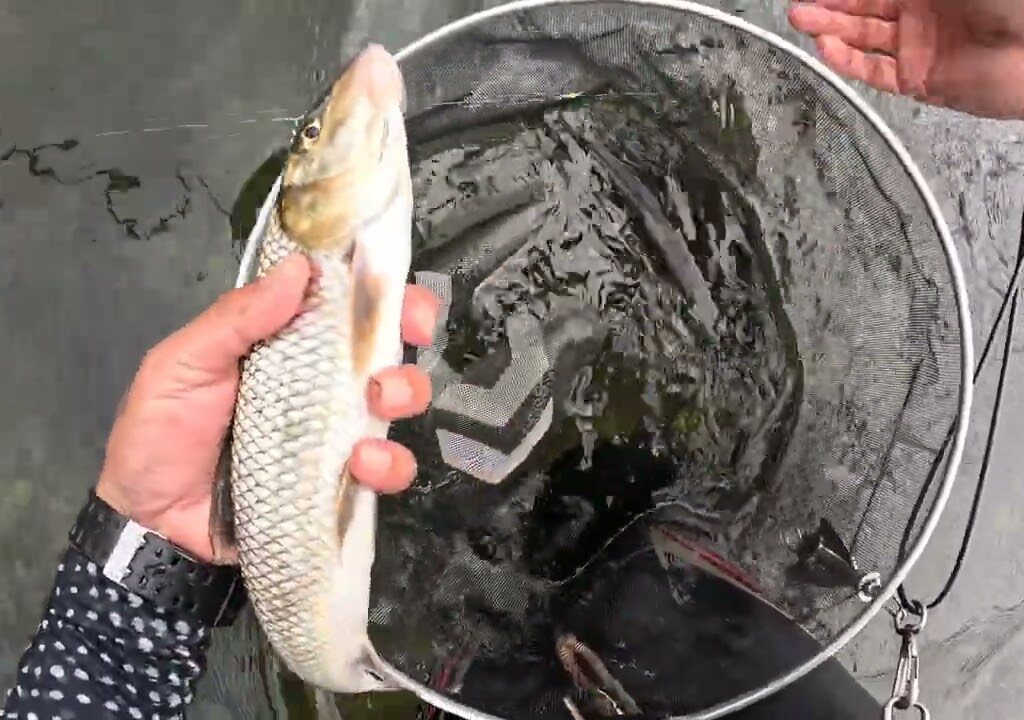 [2025鮎釣り]栃木県那珂川湯津上