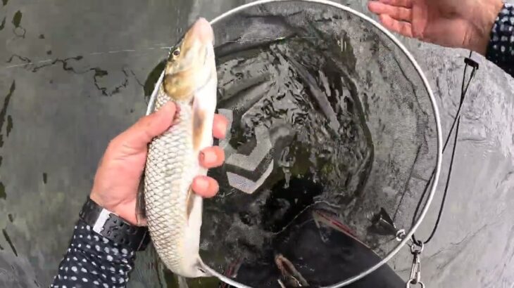 [2025鮎釣り]栃木県那珂川湯津上