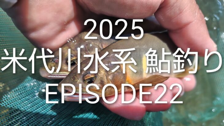 2025 米代川水系 鮎釣り EPISODE22