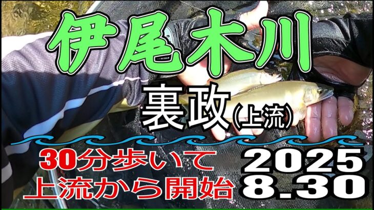 アユの友釣り 伊尾木川(高知県) 裏政 2025.8.30