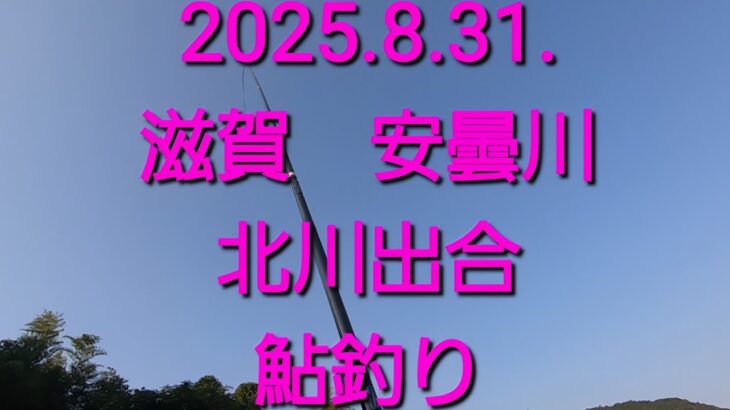 2025.8.31. 安曇川朽木　北川出合い　鮎釣り