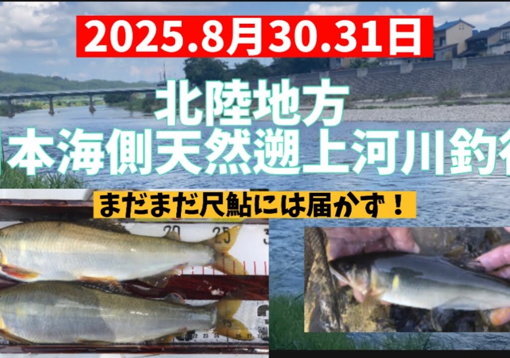 2025.8月30.31日北陸大鮎河川釣行#釣り #鮎釣り #サンテック #サンライン #vita