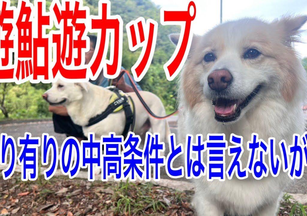 2025.9.21巴川遊鮎遊カップ参戦　濁り有り　🔓条件でもプロはやっぱり違った