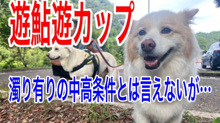 2025.9.21巴川遊鮎遊カップ参戦　濁り有り　🔓条件でもプロはやっぱり違った