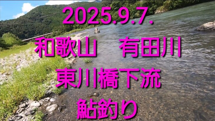 ササ濁りの有田川　東川橋下流のアユ釣り（2025.9.7）