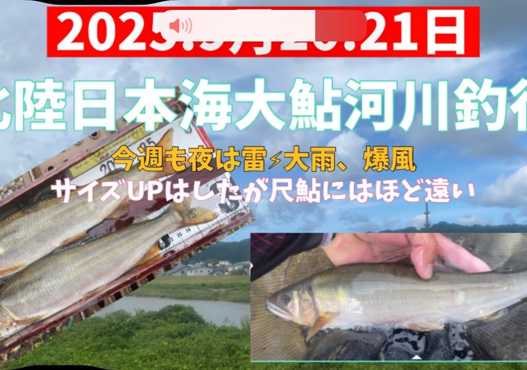 2025.9月20.21日.日本海北陸大鮎河川釣行　#釣り #鮎釣り #サンテック #サンライン