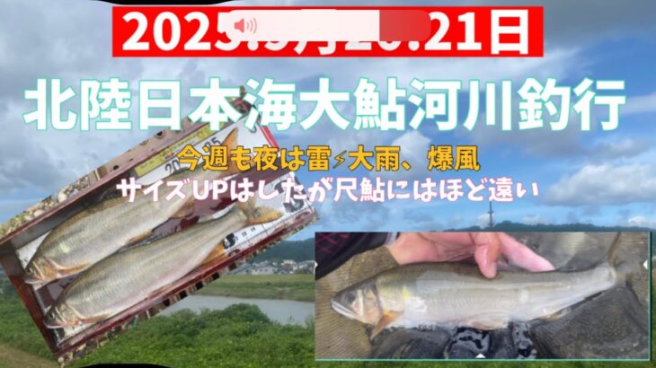 2025.9月20.21日.日本海北陸大鮎河川釣行　#釣り #鮎釣り #サンテック #サンライン