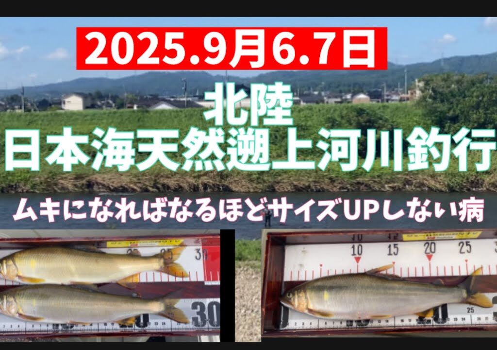 2025.9月6.7日、北陸日本海大鮎河川釣行　#釣り #鮎釣り #サンテック #サンライン