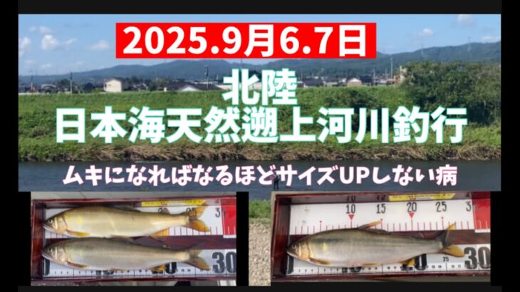 2025.9月6.7日、北陸日本海大鮎河川釣行　#釣り #鮎釣り #サンテック #サンライン