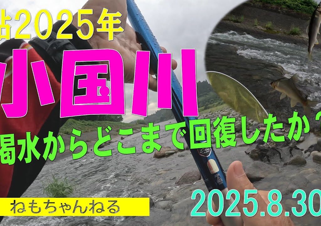 小国川の鮎釣り（2025年8月30日）