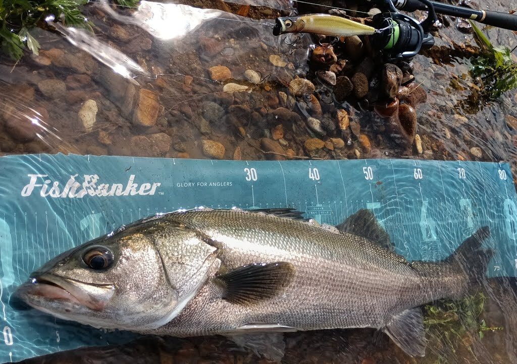 子吉川シーバス 2025年9月 アタリ止まらず！大型連発！ ♯子吉川 ♯秋田 ♯秋田釣り  ♯シーバス  ♯落ち鮎 ♯アングラーズ♯シマノ ♯メガバス ♯fishing ♯river ♯nature
