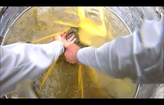 飛騨市　宮川下流の鮎釣り　2025/9/10