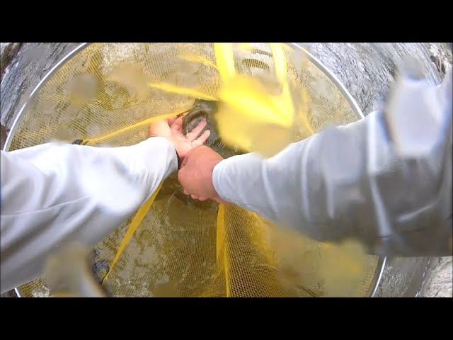 飛騨市　宮川下流の鮎釣り　2025/9/10