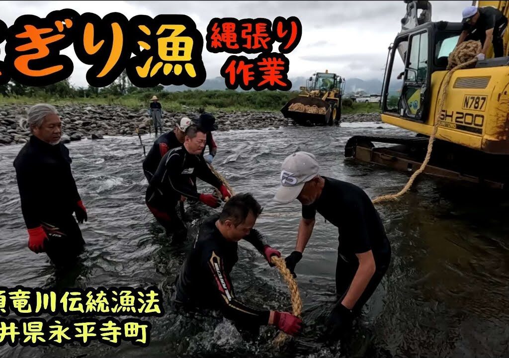 九頭竜川伝統漁法【さぎり漁】縄張り作業　　福井県永平寺町　2025年9月14日