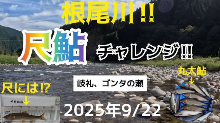 根尾川‼️尺鮎チャレンジ‼️岐礼、ゴンタの瀬。2025年9/22