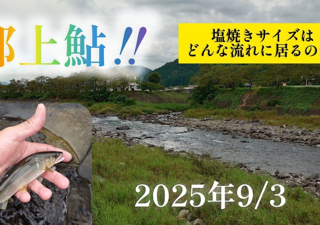 郡上鮎‼️塩焼きサイズはどんな流れに居るのか？2025年9/3