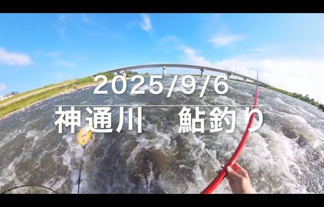 2025年9月6日　神通川　鮎釣り