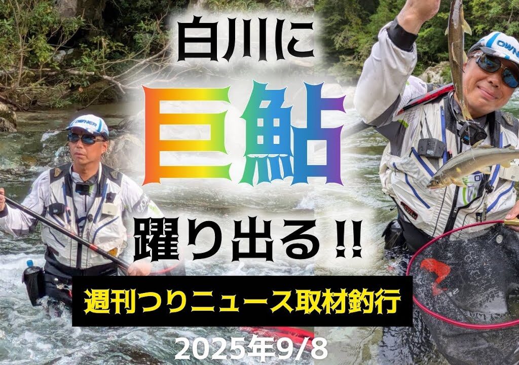 白川に巨鮎躍り出る‼️週刊つりニュース取材釣行。2025年9/8