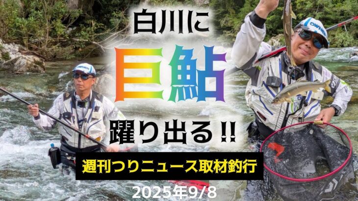 白川に巨鮎躍り出る‼️週刊つりニュース取材釣行。2025年9/8