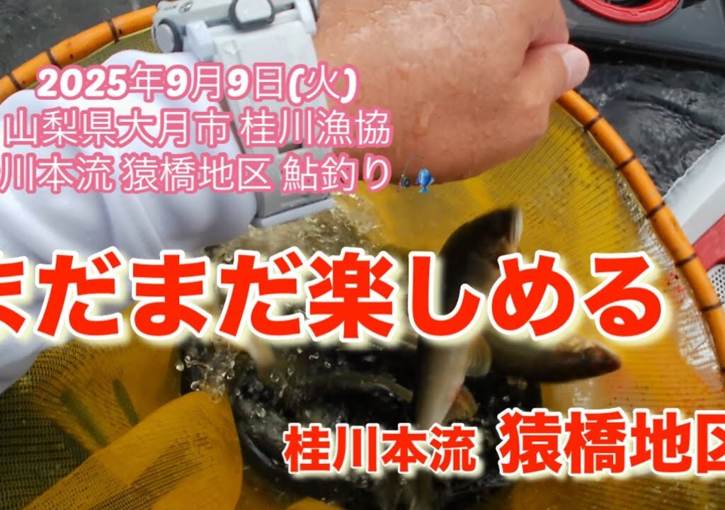 山梨県桂川漁協 桂川本流 鮎釣り 2025年9月9日 猿橋地区　大水の後の本流に行ってみましたが、少しだけ早かったみたいです😅