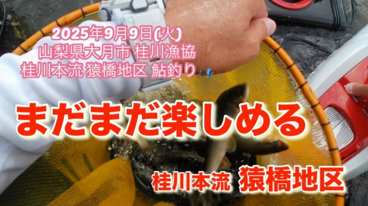 山梨県桂川漁協 桂川本流 鮎釣り 2025年9月9日 猿橋地区　大水の後の本流に行ってみましたが、少しだけ早かったみたいです😅