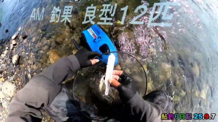 鮎釣り日記 25 .9. 7