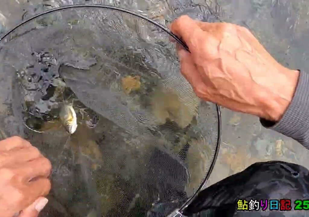 鮎釣り日記 25 9 14