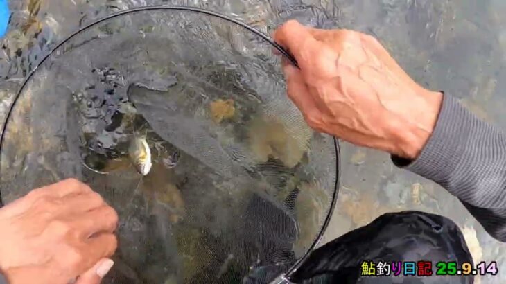 鮎釣り日記 25 9 14