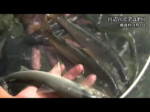 大きさと量ともに例年より期待　川辺川でアユ釣り【熊本】 (25/09/09 19:00)