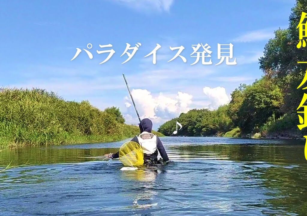 鮎を追い求めた3日間の記録／安曇川【背掛DNA鮎】