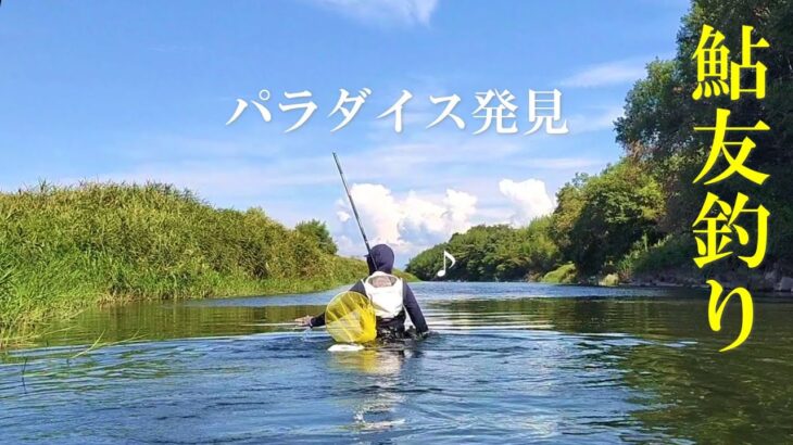 鮎を追い求めた3日間の記録／安曇川【背掛DNA鮎】