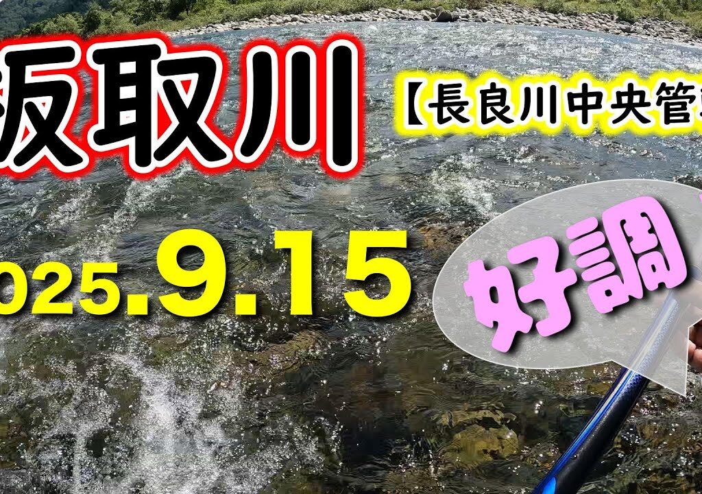 【釣果47匹】台風後でもアユは多く、好調継続の板取川です【2025年アユ釣り。長良川中央】