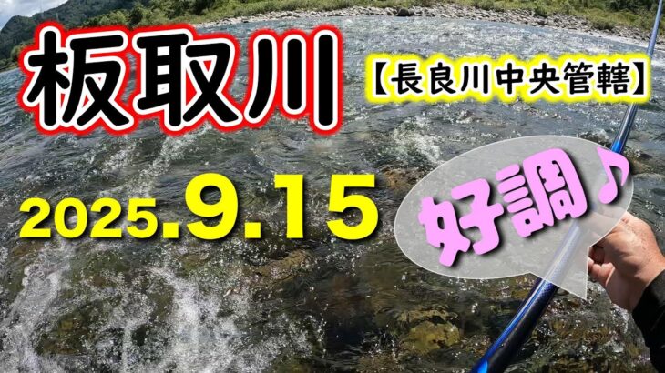 【釣果47匹】台風後でもアユは多く、好調継続の板取川です【2025年アユ釣り。長良川中央】