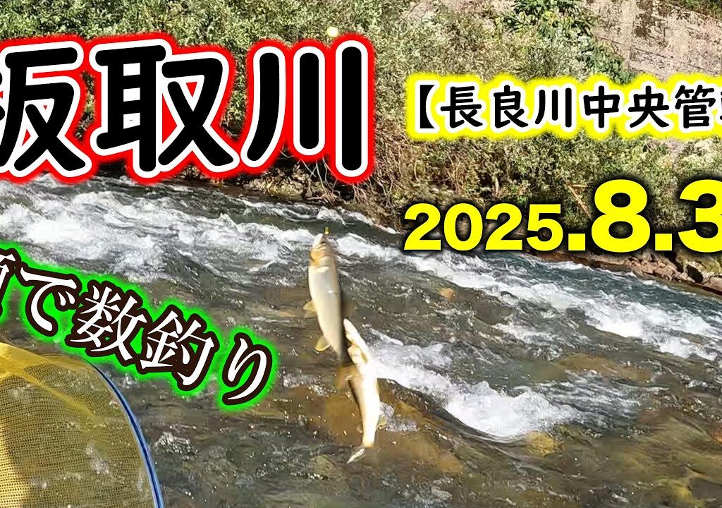 【5時間釣果45匹】板取川の長良川中央管轄区内で釣行。小ぶりですが、鮎は多く、数釣りが楽しめました【2025年アユ釣り】