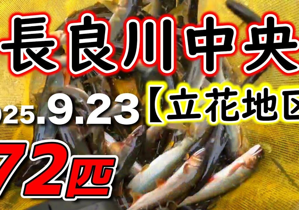 【今回も70匹オーバー】長良川中央、まだまだ若い真っ黄色のトビツキが遊んでくれます！ただ、ひとつ懸念点が…【2025年アユ釣り】