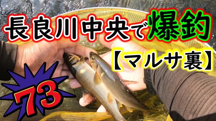 【73匹の好釣果】長良川のマルサおとり裏で中央漁協の入れ掛かりXデーを楽しみました。サイズはオトリサイズ上で楽しめます。【2025年アユ釣り】