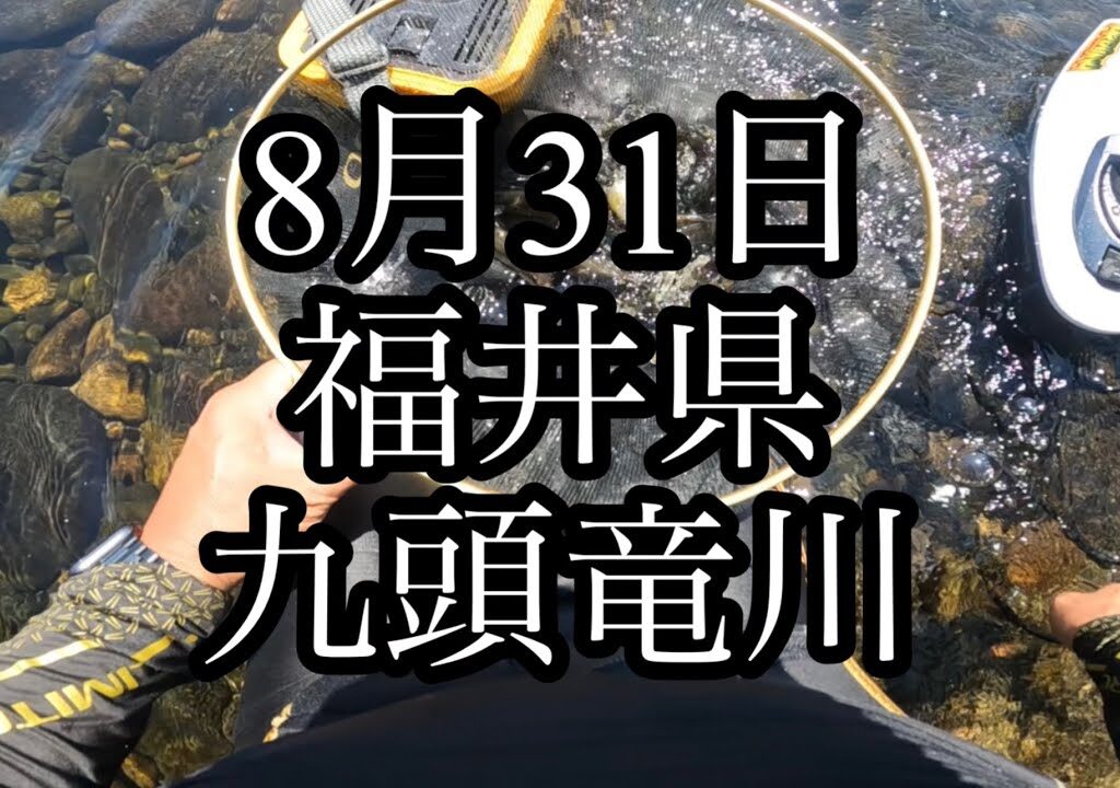 8月31日　福井県　九頭竜川　五松橋　鮎釣り