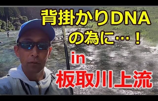 #90【背掛かりDNAの親鮎を求めて…】　in 板取川上流　★島　啓悟☆鮎　入れ追い