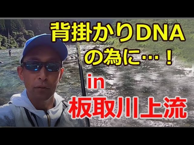 #90【背掛かりDNAの親鮎を求めて…】　in 板取川上流　★島　啓悟☆鮎　入れ追い