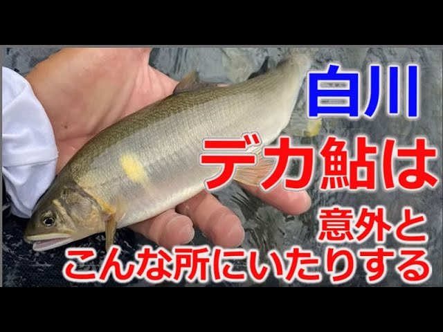 #91【デカ鮎はやっぱ面白い！】白川の後半の時期のポイントはここ！　★島　啓悟☆鮎　入れ追い