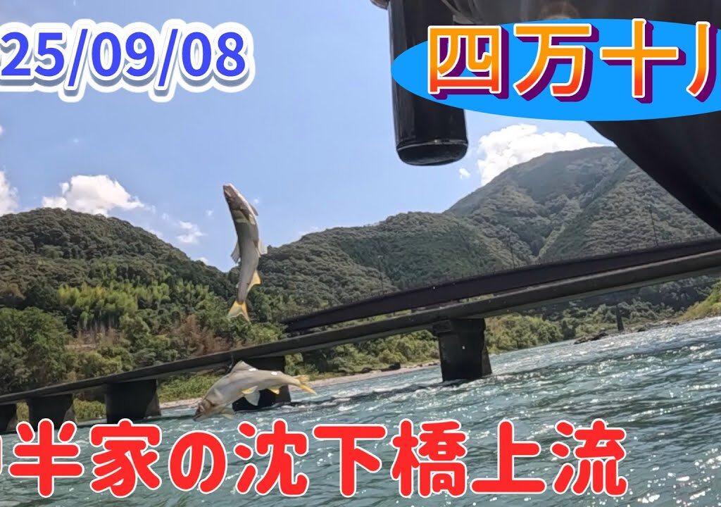 9/8四万十川、中半家沈下橋上流の鮎釣り。サイズが･･･29㎝まで